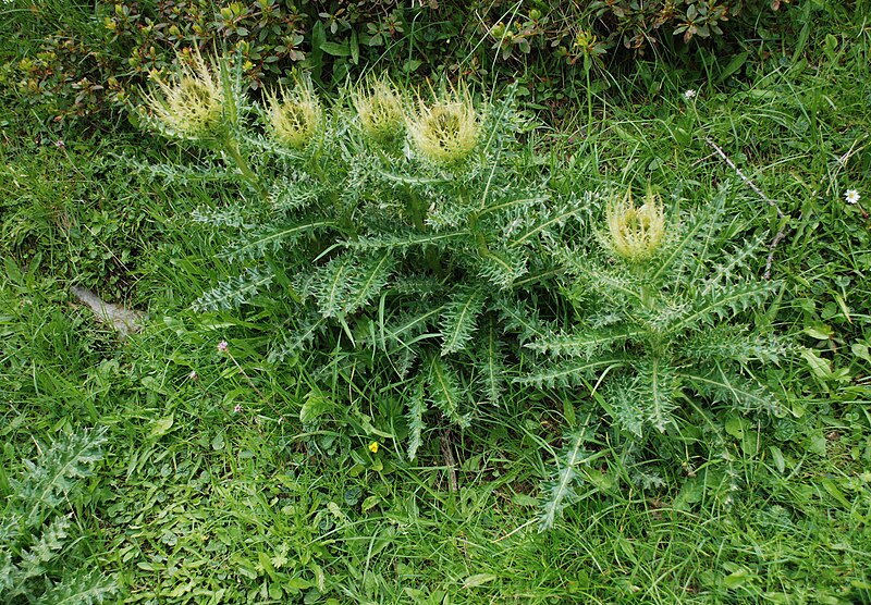 File:Cirsium spinosissimum (trnati osat) - Molička planina.jpg