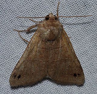 <i>Cissusa</i> Genus of moths