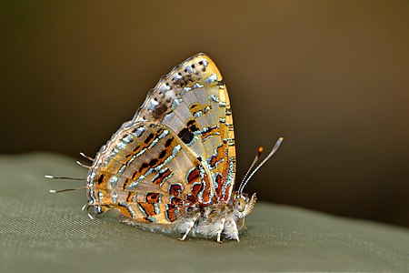 Ventral view