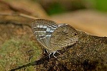 Close wing position of Jamides pura Moore, 1886 – White Cerulean DSC 1923.jpg