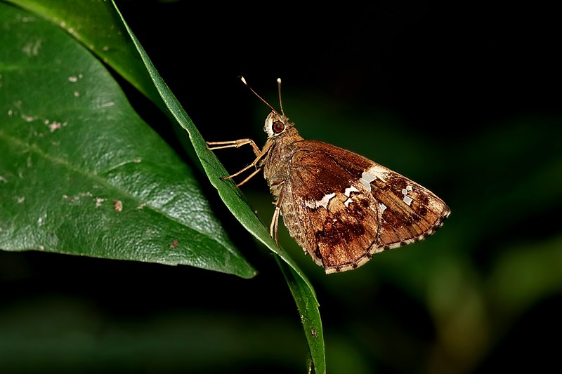 File:Close wing resting posture of Hyarotis adrastus (Stoll, 1780) - Tree Flitter WLB IMG 7397a.jpg