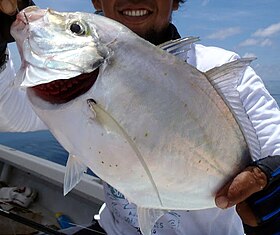 Carangoides Coeruleopinnatus: Phân loại, Phân bố, Đặc điểm