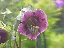 Cobaea scandens0.jpg