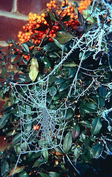 File:Cobweb coated in frost.jpg