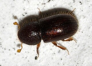 <i>Coccotrypes cyperi</i> Species of beetle