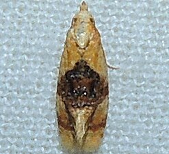 Cochylis bucera