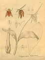Coelogyne cuprea plate 263 in: H. G. Reichenbach: Xenia orchidacea - vol. 3 (1900)