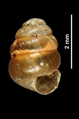 <span class="mw-page-title-main">Truncatellinidae</span> Family of gastropods