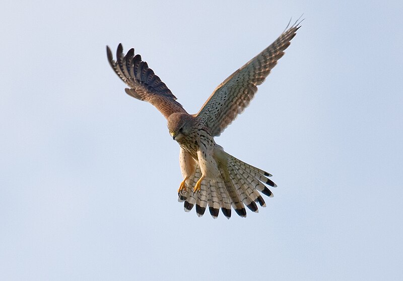 Common-Kestrel-4