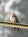 Common cuckoo - 3.jpg