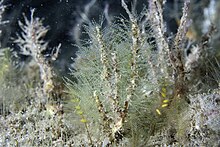 Common wiry feather hydroid imported from iNaturalist photo 167000407 on 16 February 2024.jpg