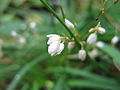 Miniatuurafbeelding voor de versie van 3 aug 2012 22:46