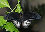 Thumbnail for Papilio rumanzovia