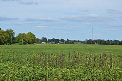 Congress Township soybean fields.jpg