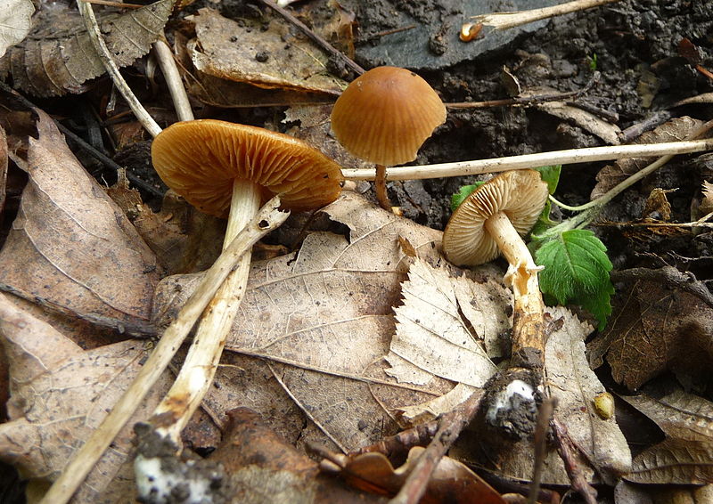 File:Conocybe aporos I Praha CZ.jpg