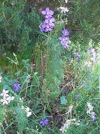 <i>Consolida ajacis</i> Species of plant