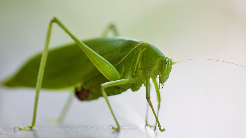 File:Contemplating mantis (50408257728).jpg