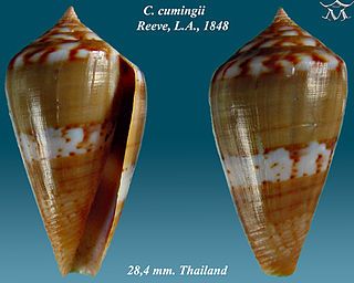 <i>Rhizoconus</i> genus of molluscs