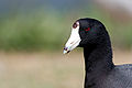 * Nomination A coot portrait Dori 20:04, 31 March 2008 (UTC) * Decline Not a good framing and angle, with most of the head in the shadow -- Alvesgaspar 08:11, 1 April 2008 (UTC)