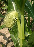 Maize