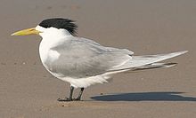 Breeding plumage in New South Wales Crested Tern breeding plumage.jpg