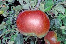 Crimson Bramley, a bud mutation of Bramley Crimson Bramley on tree, National Fruit Collection (acc. 1941-026).jpg