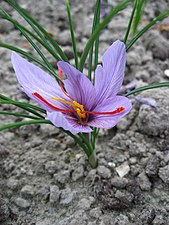 Flor de Azafrán (Crocus sativus)