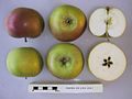 Cross section of Edward VII, National Fruit Collection (acc. 1921-015).jpg