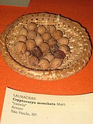 Amerikanische oder Brasilianische Muskatnuss (Cryptocarya moschata, Cryptocarya mandioccana)