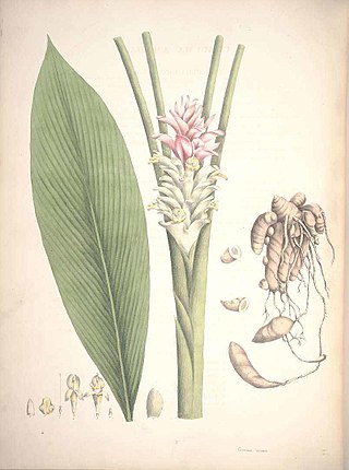 <i>Curcuma amada</i> Species of flowering plant