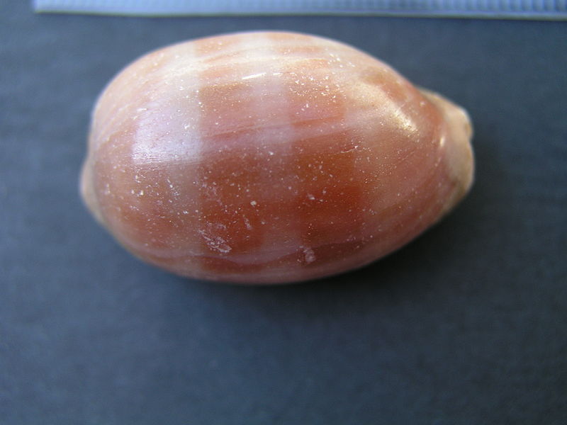 File:Cypraea carneola top (9271290051).jpg