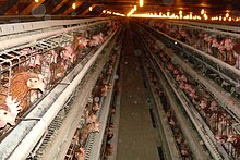 Photo of an egg farm in New England, taken around 2009. DSC00187 (4018480068).jpg