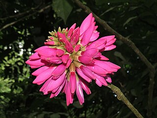 <i>Dahlstedtia</i> Genus of legumes