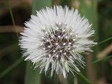 Taraxacum erythospermun (Asteraceae)