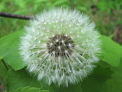 A dandelion ready for dispersal.