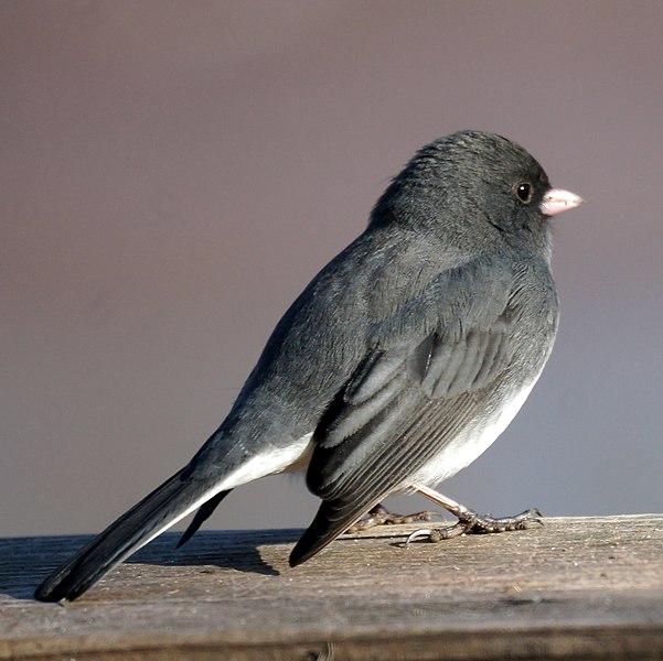 File:Dark-eyed Junco (5584894935).jpg