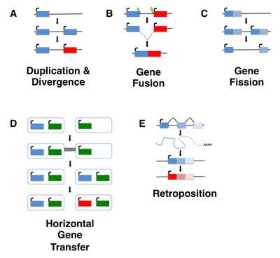 Novel genes can be formed from ancestral genes through a variety of mechanisms. (A) Duplication and divergence. Following duplication, one copy experiences relaxed selection and gradually acquires novel function(s). (B) Gene fusion. A hybrid gene formed from some or all of two previously separate genes. Gene fusions can occur by different mechanisms; shown here is an interstitial deletion. (C) Gene fission. A single gene separates to form two distinct genes, such as by duplication and differential degeneration of the two copies. (D) Horizontal gene transfer. Genes acquired from other species by horizontal transfer undergo divergence and neofunctionalization. (E) Retroposition. Transcripts may be reverse transcribed and integrated as an intronless gene elsewhere in the genome. This new gene may then undergo divergence. De Novo Gene Birth Figure 1.png