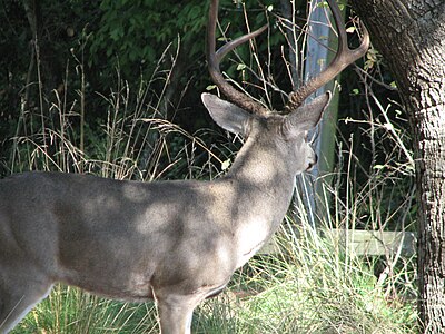 64: American deer at Tilden Regional Park, Berkeley, California