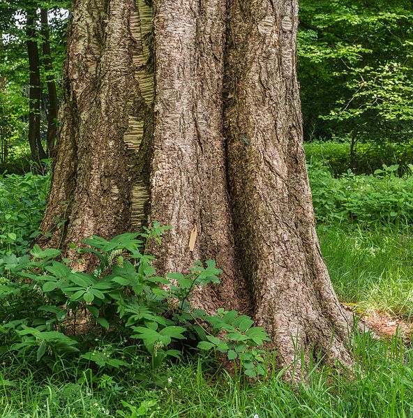 File:Detail van een oude berk (Betula ermanii). Locatie Hortus Haren 04.jpg