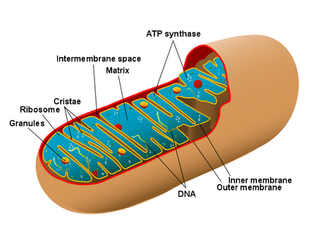 Cytohet