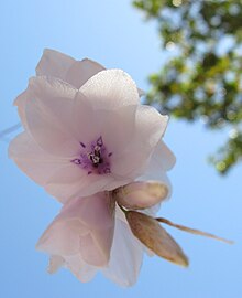 Dierama pulcherrimum - Wikipedia