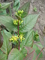 Heptacodium