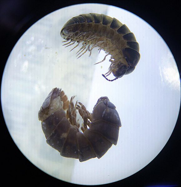 File:Difference between Glomerida (Myriapoda) and Isopoda (Crustacea).jpg