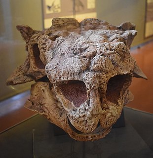 <i>Tarchia</i> Extinct genus of dinosaurs