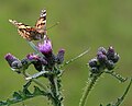 Distelfalter (Vanessa cardui)