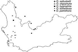Geographic distribution of species in Oxalis tomentosa alliance, including O. palmifrons. Border depicts Western Cape region of South Africa. Distribution of species in Oxalis tomentosa alliance.jpg
