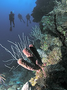 Scuba Divers in Honduras. Divers and a sponge, Roatan, Honduras.jpg