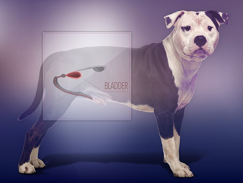 File:Dog Bladder (26990477411).jpg