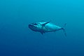 Dogtooth Tuna Maldives.jpg