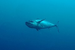 Gymnosarda unicolor at Maldives